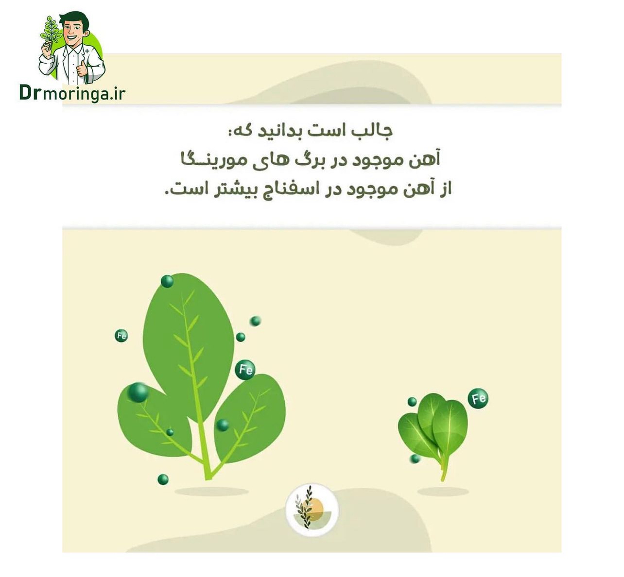 گیاه دارویی مورینگا صد گرمی کد 222